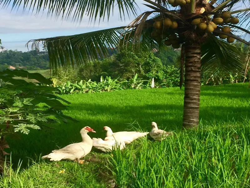 Bisma Cottages Ubud 3*, Ubud (Bali) Indonesia